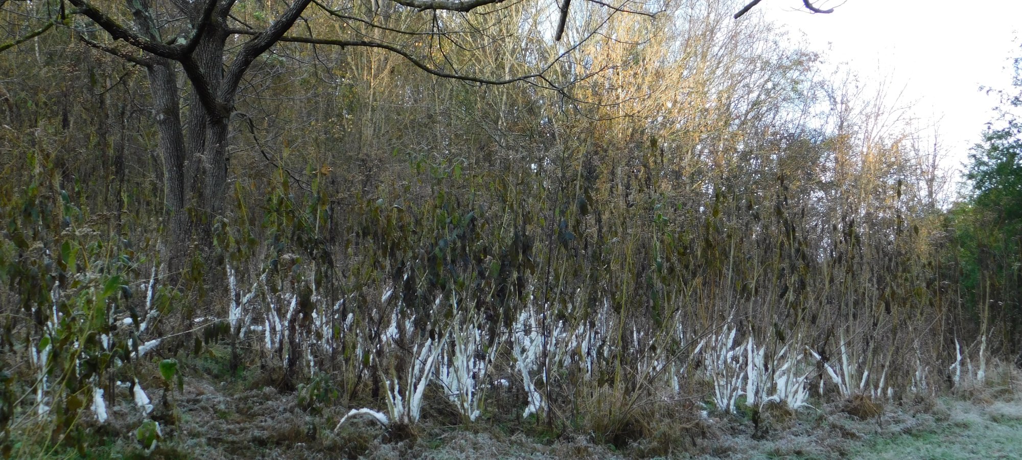 Frost-covered grass and bare trees on a cold morning.