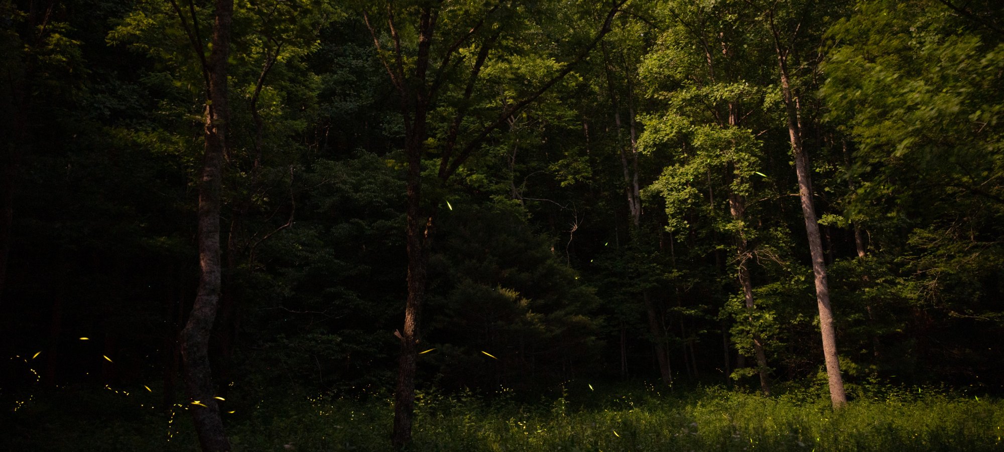Dense forest with fireflies glowing at twilight.