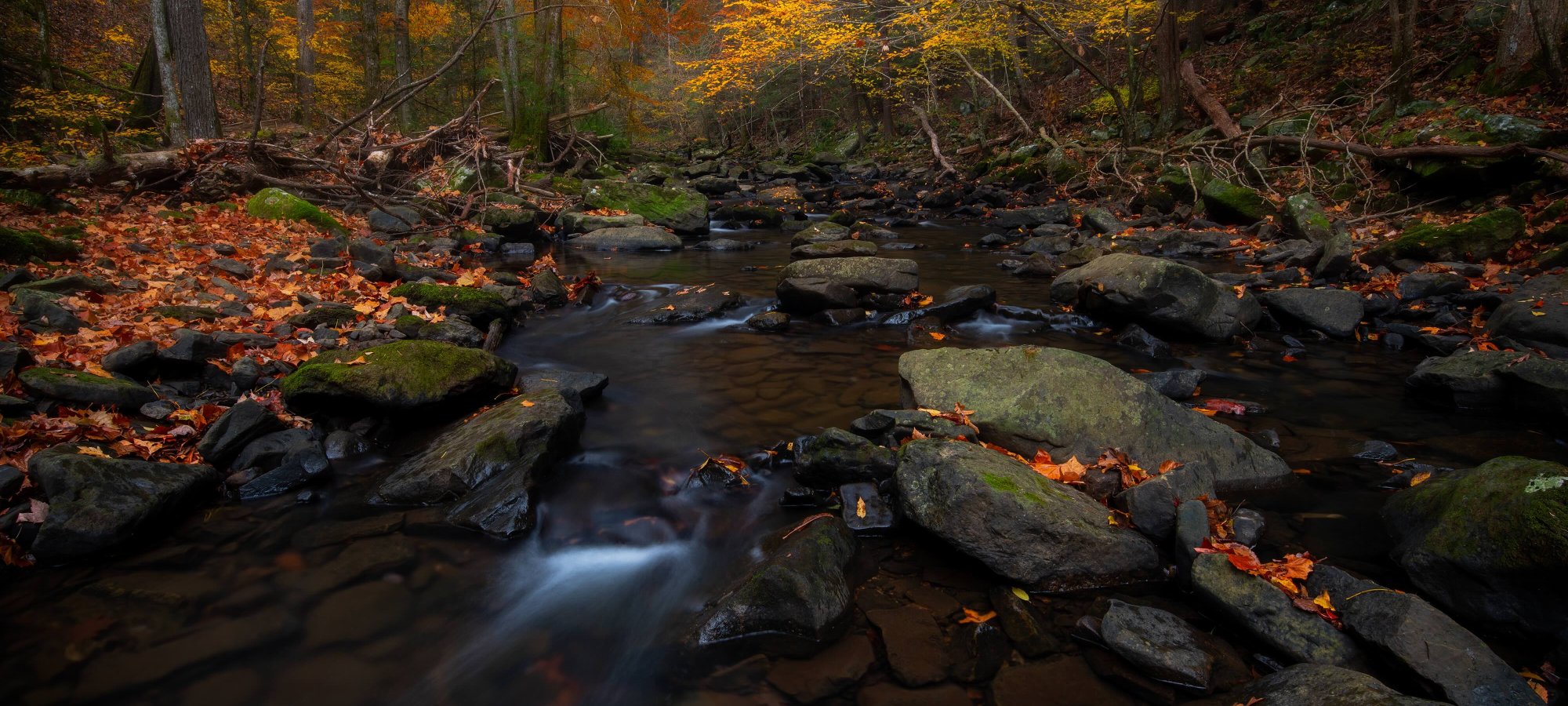 Autumn forest with a stream, colorful leaves, and glowing yellow trees.