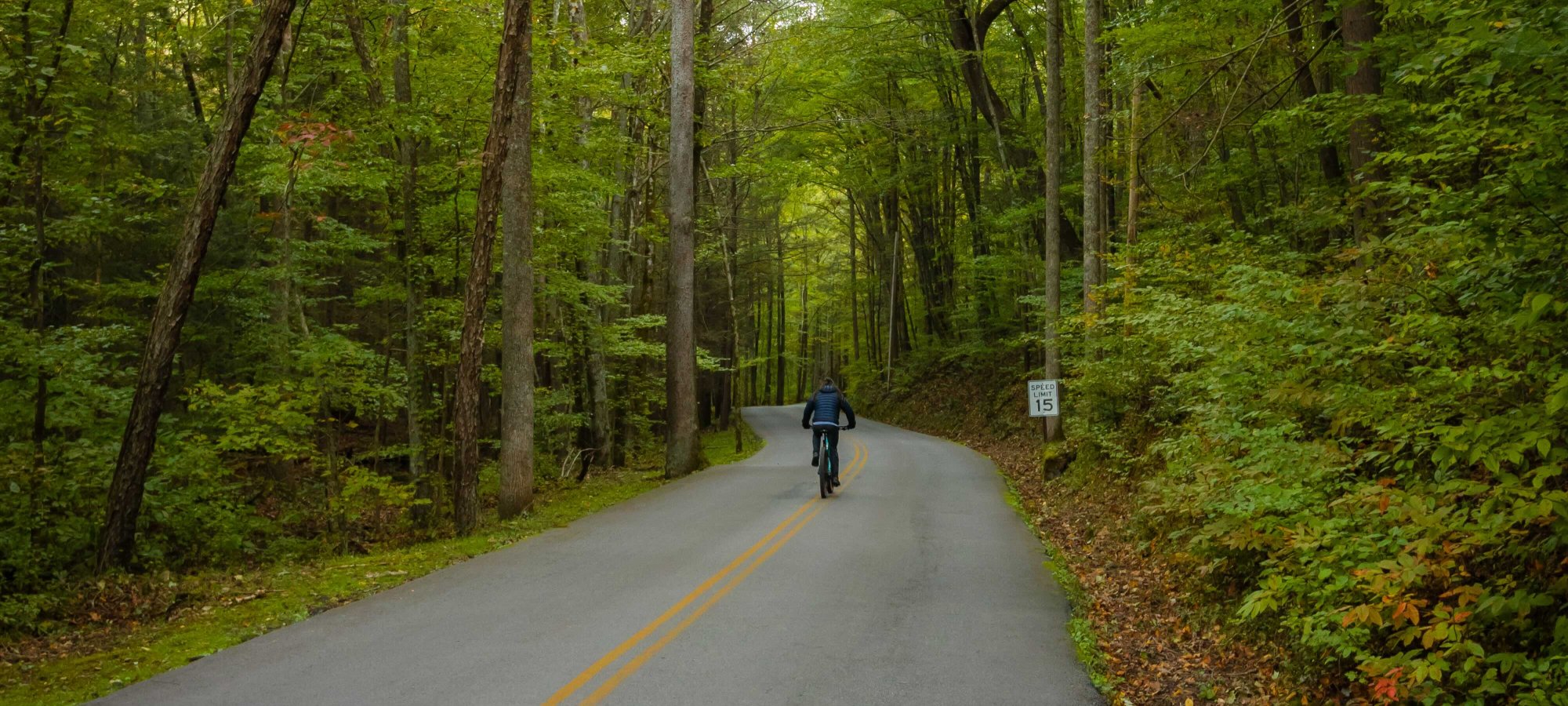Person biking down a winding road surrounded by lush green forest.