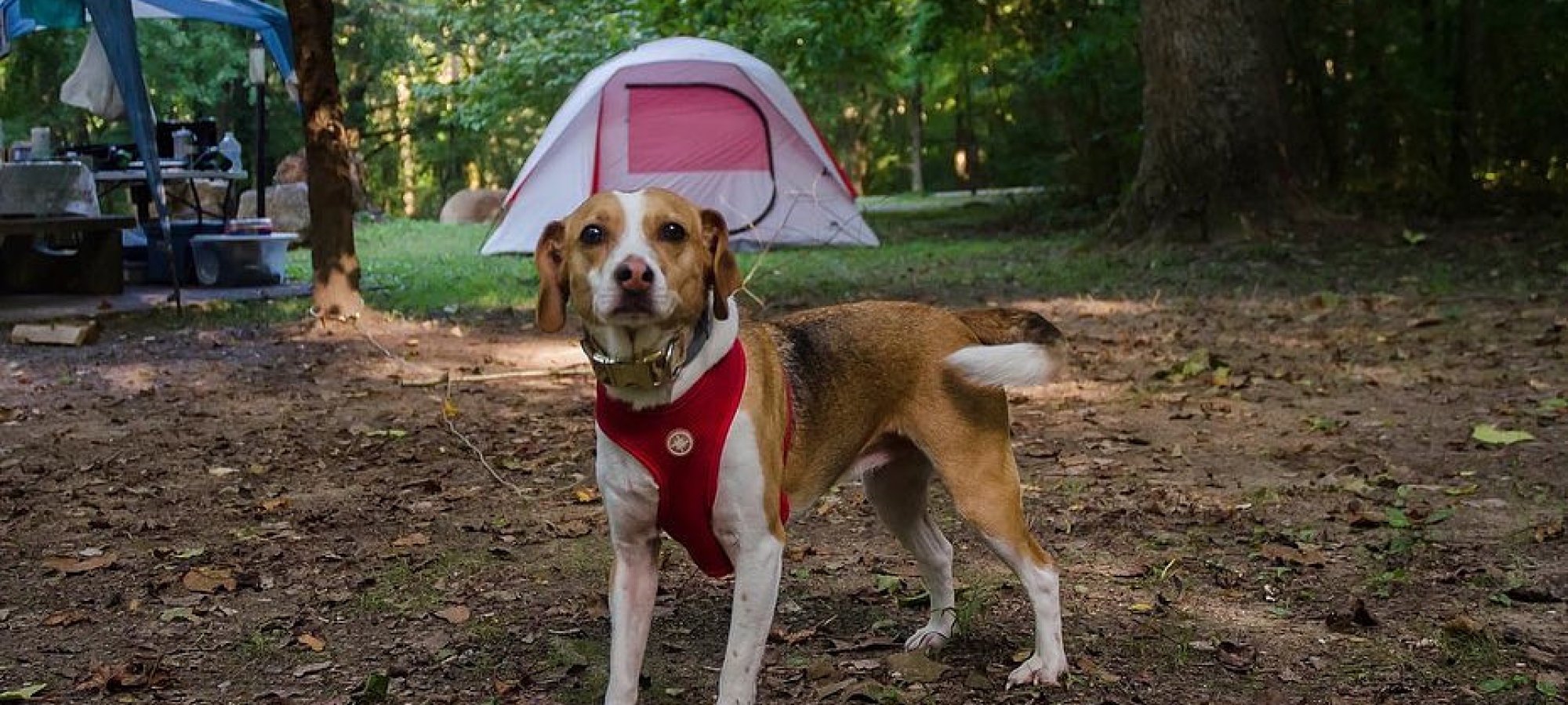 Dog in a red harness standing in front of a tent in a wooded campsite.