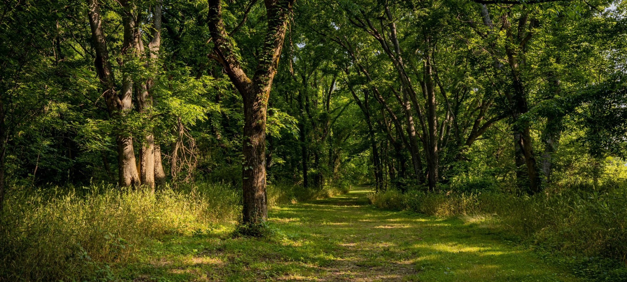 Wooded trail with sunlight filtering through green trees.