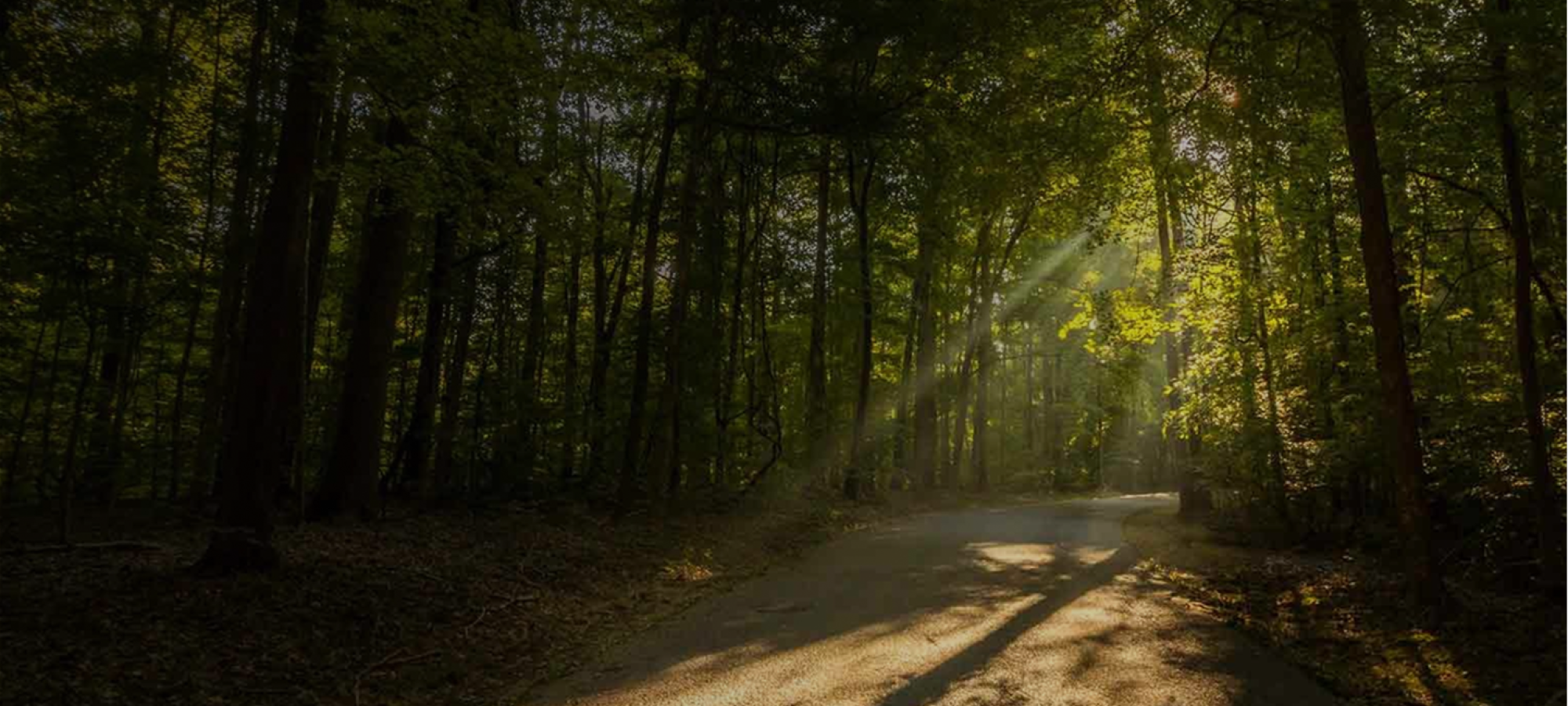 Sunlight streaming through trees onto a forest path.