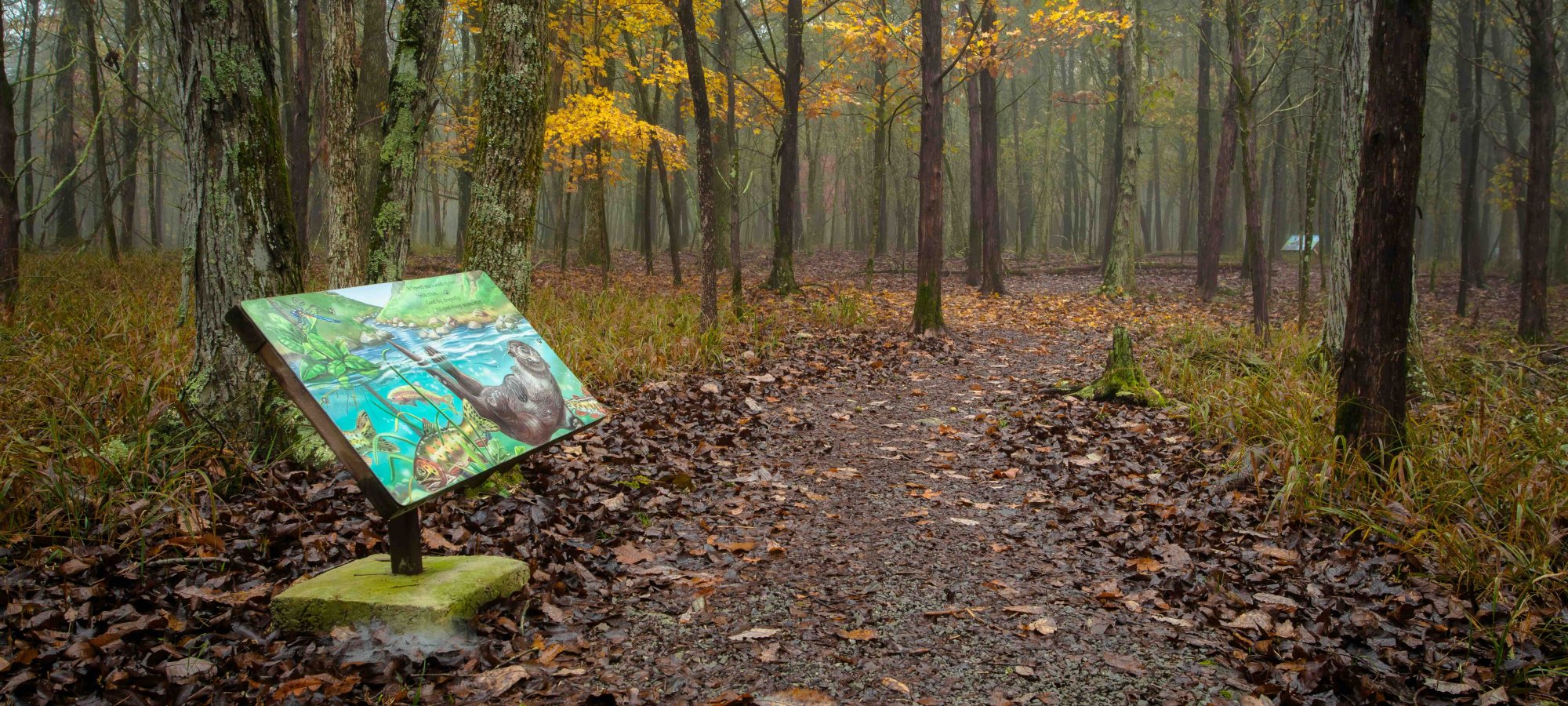 Trail through autumn forest with informational sign.