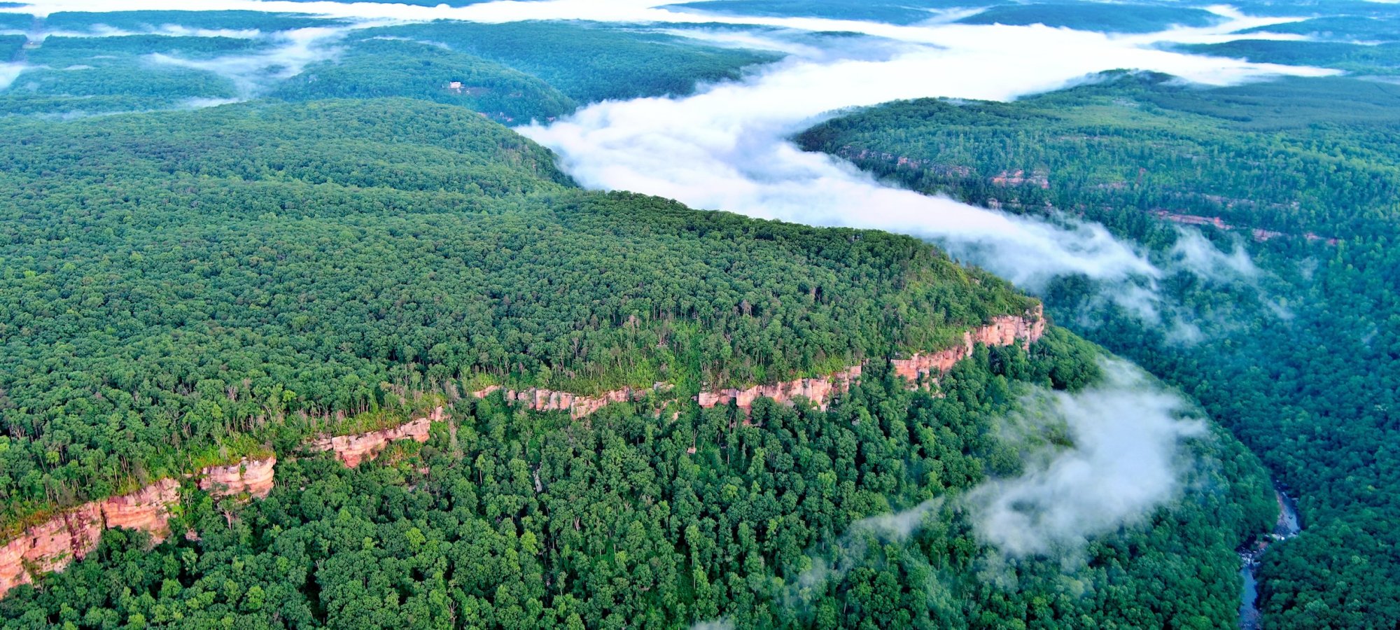 Arial view of a forest taken above the clouds