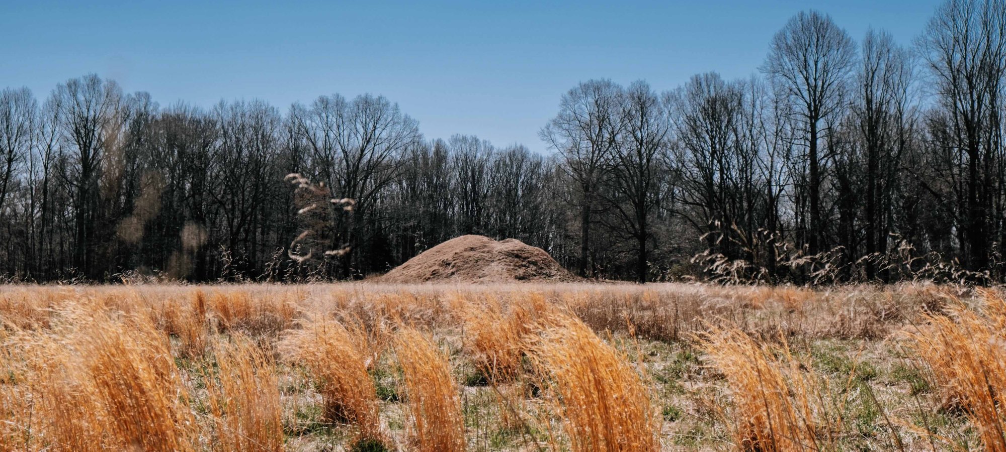 Dry golden grass in a field with bare trees and a clear blue sky.