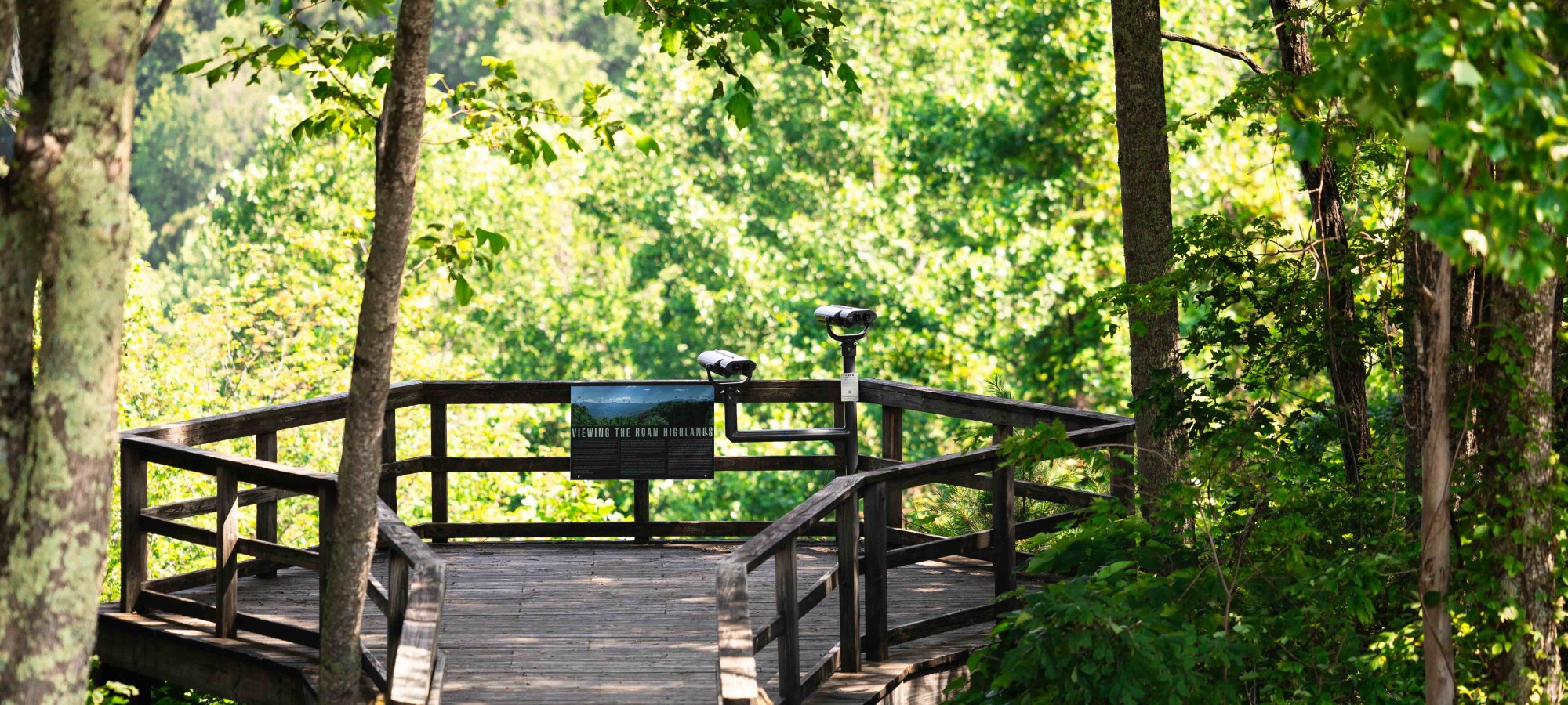 Wooden bridge and bench in a lush green forest setting.