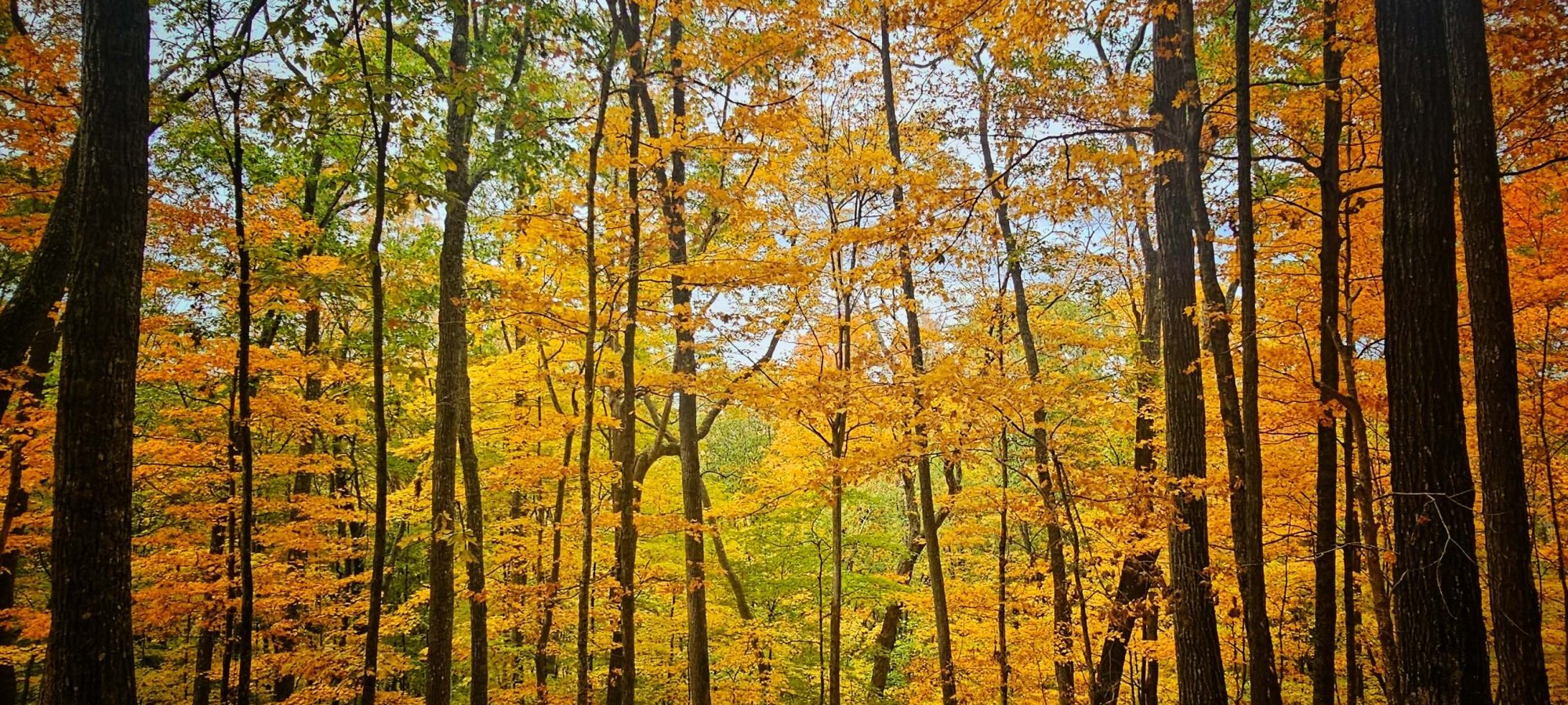 Autumn forest with golden yellow leaves and dark tree trunks.