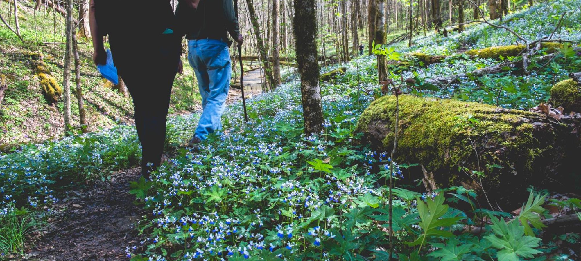 Two people hiking on a forest trail with blooming blue flowers.