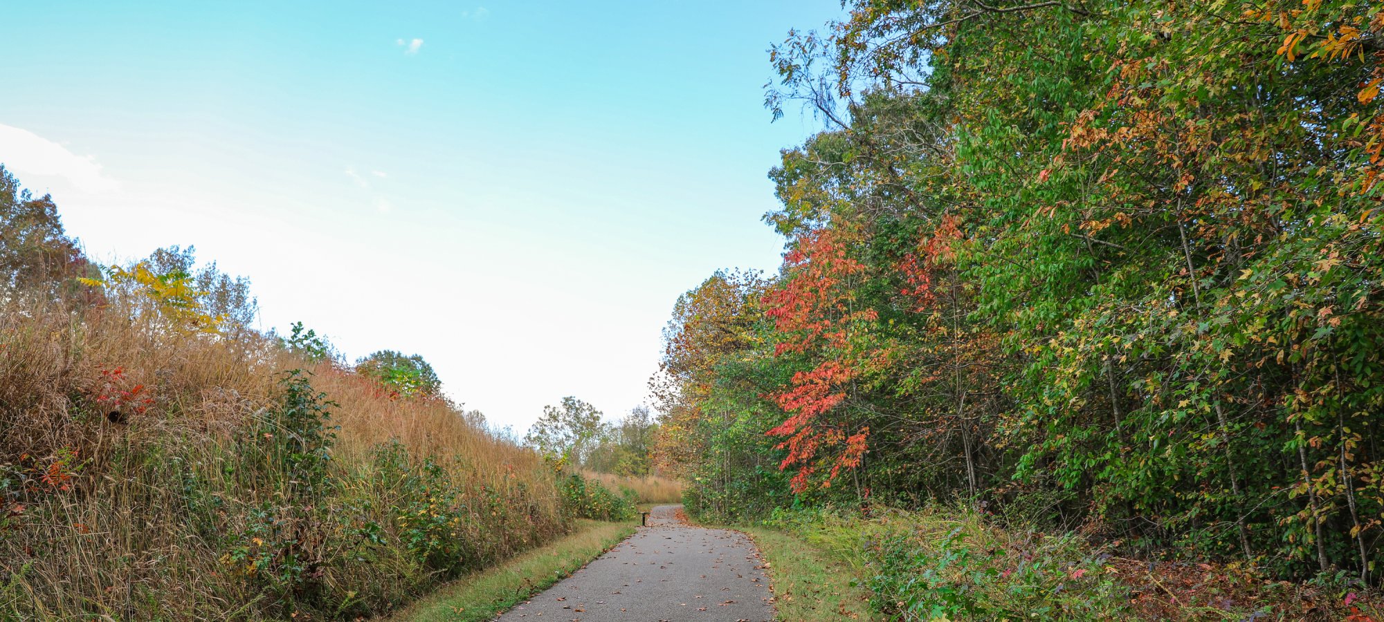 A paved path cuts through dark green grass under a bright blue sky. The trees line both sides of the path and are just beginning to turn red.