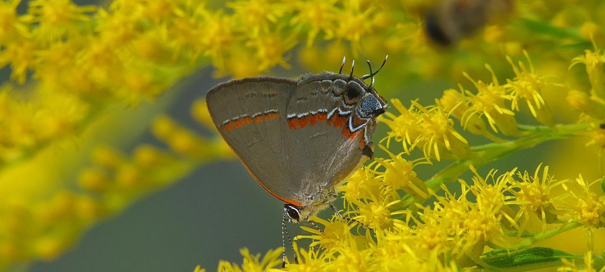 Gray butterfly on bright yellow flowers with a bee flying nearby.