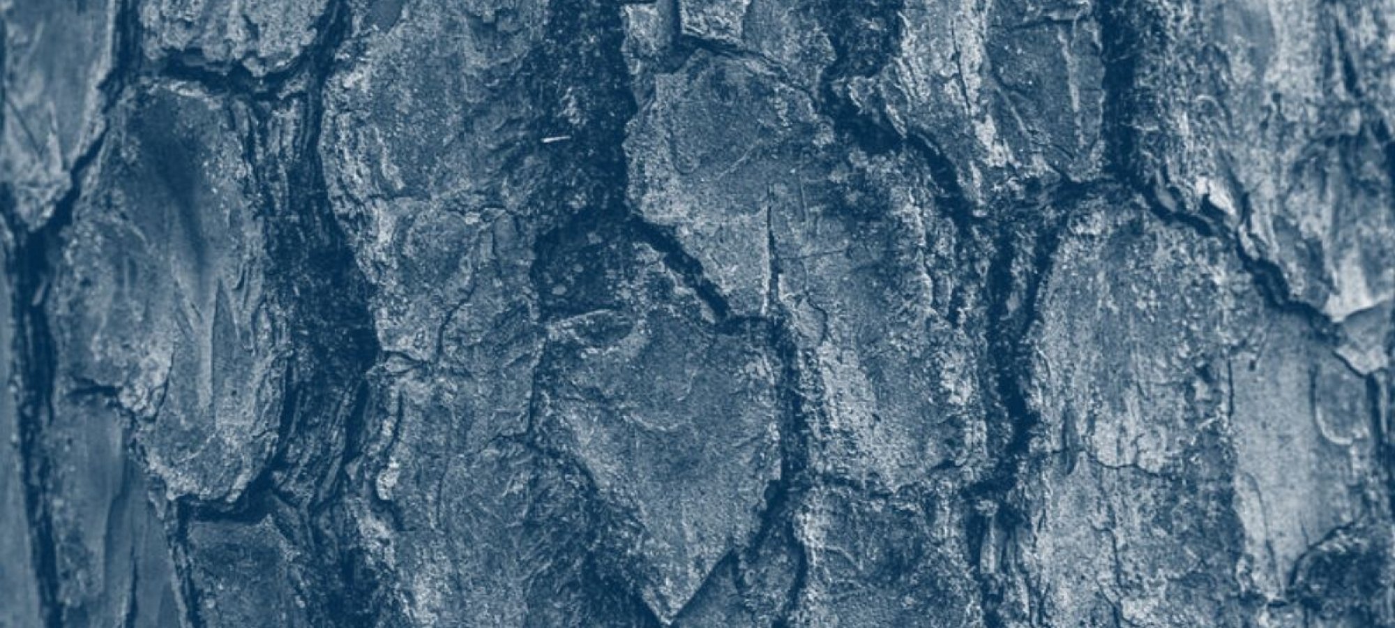 Wooden tree bark with blue highlight