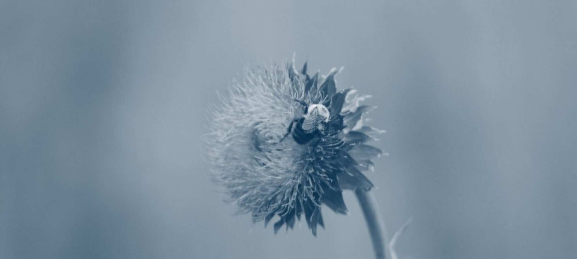 bee on a flower with a blue highlight