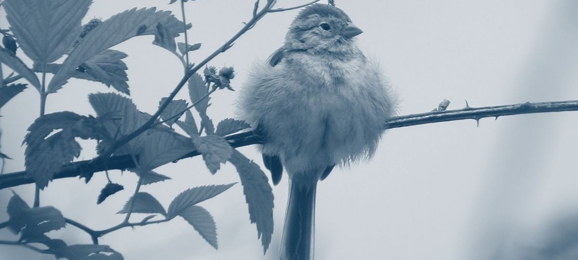 Bird sitting on a small branch with some leaves with a blue highlight