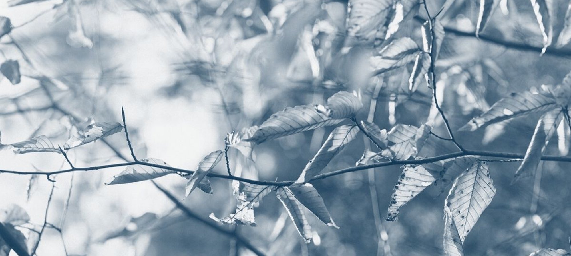 tree branch with several leaves with a blue highlight