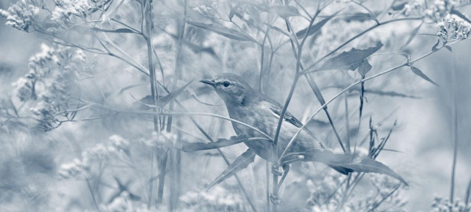 bird surrounded by flowers in blue highlight
