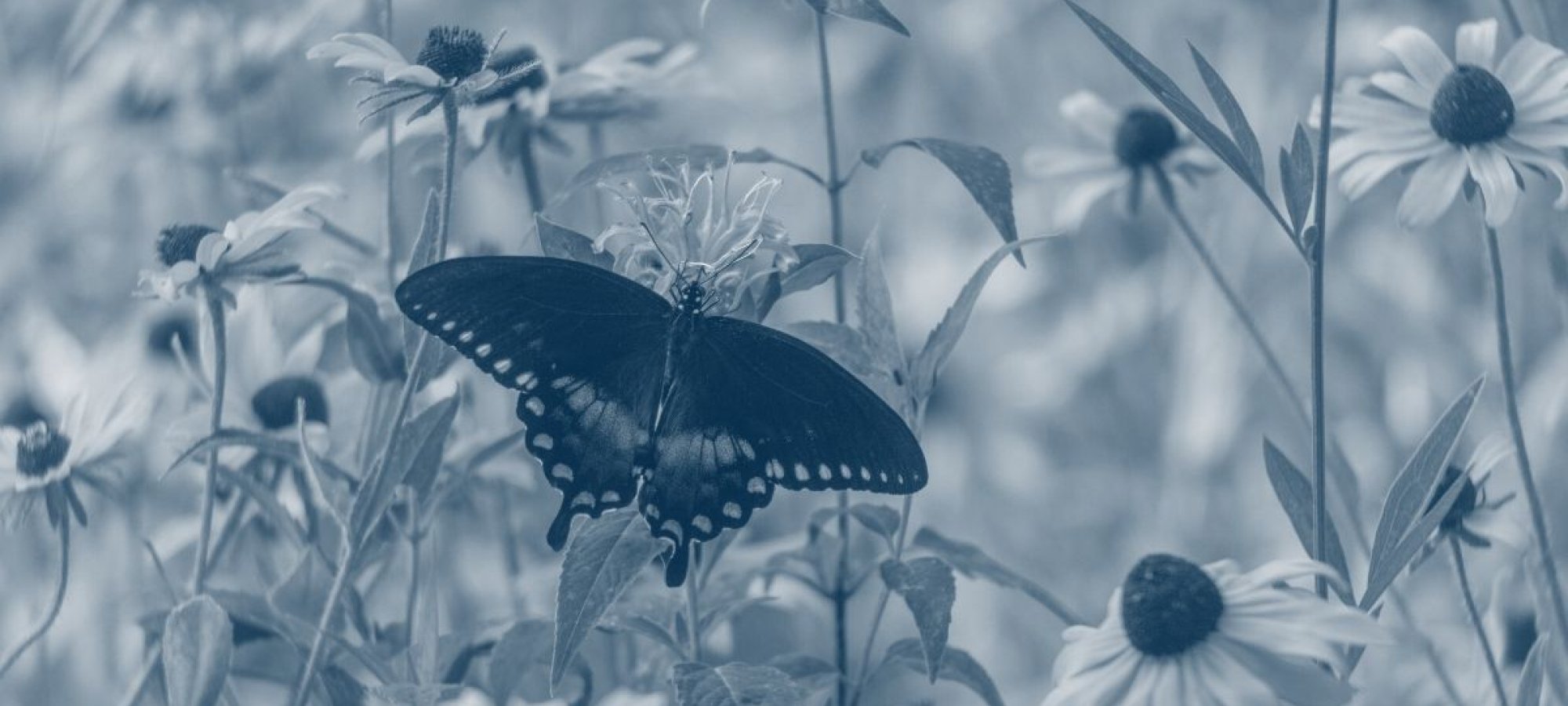 butterfly with wings spread sitting on a flower with a blue highlight