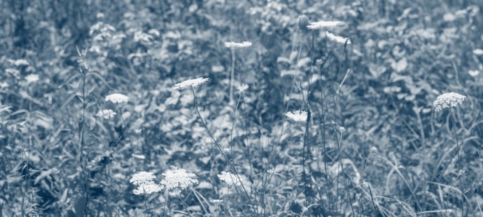 several flowers grouped together with a blue highlight