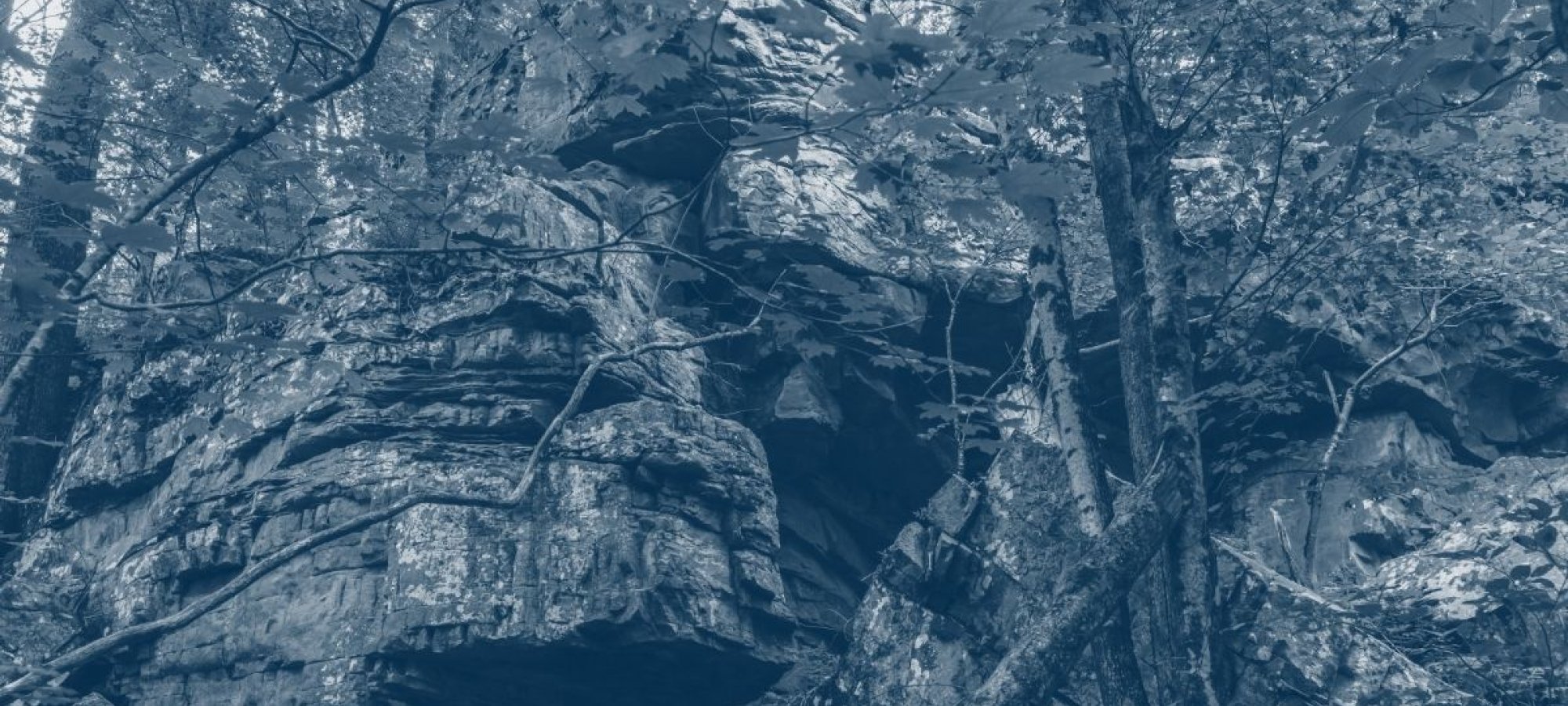 view of the bottom a rocky cliff with some trees
