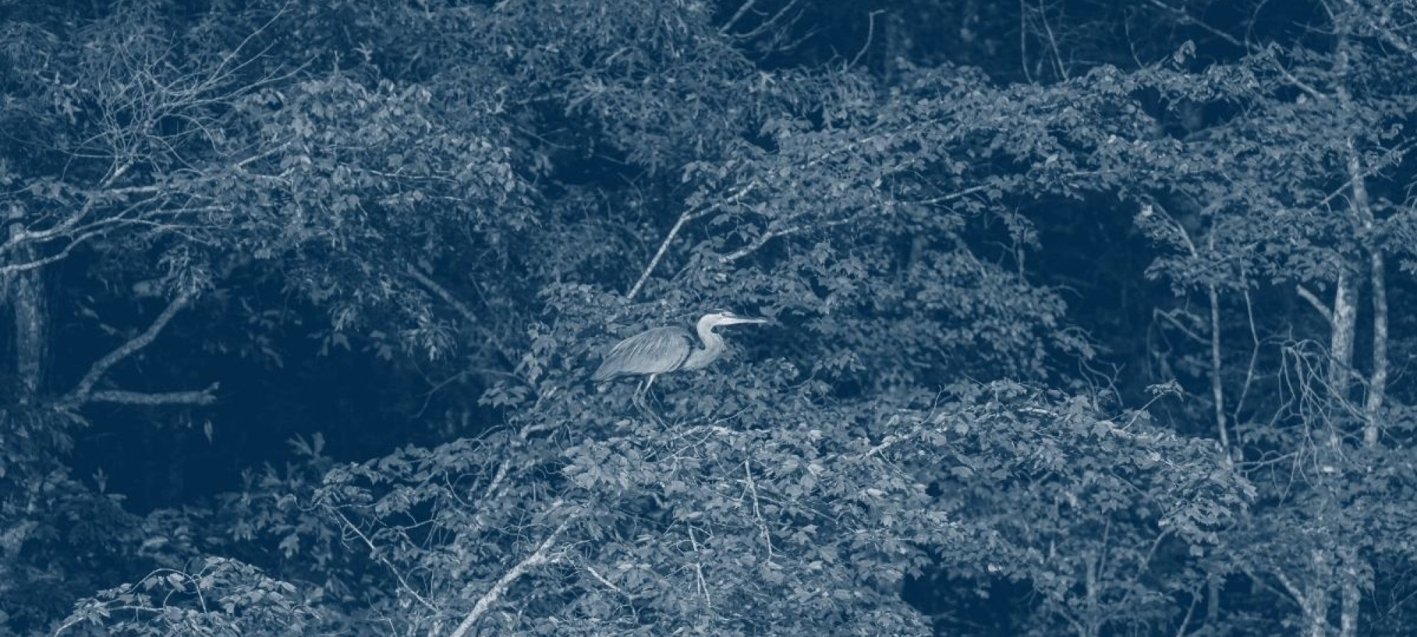 a crane at the top of a tree with green leaves with a blue highlight