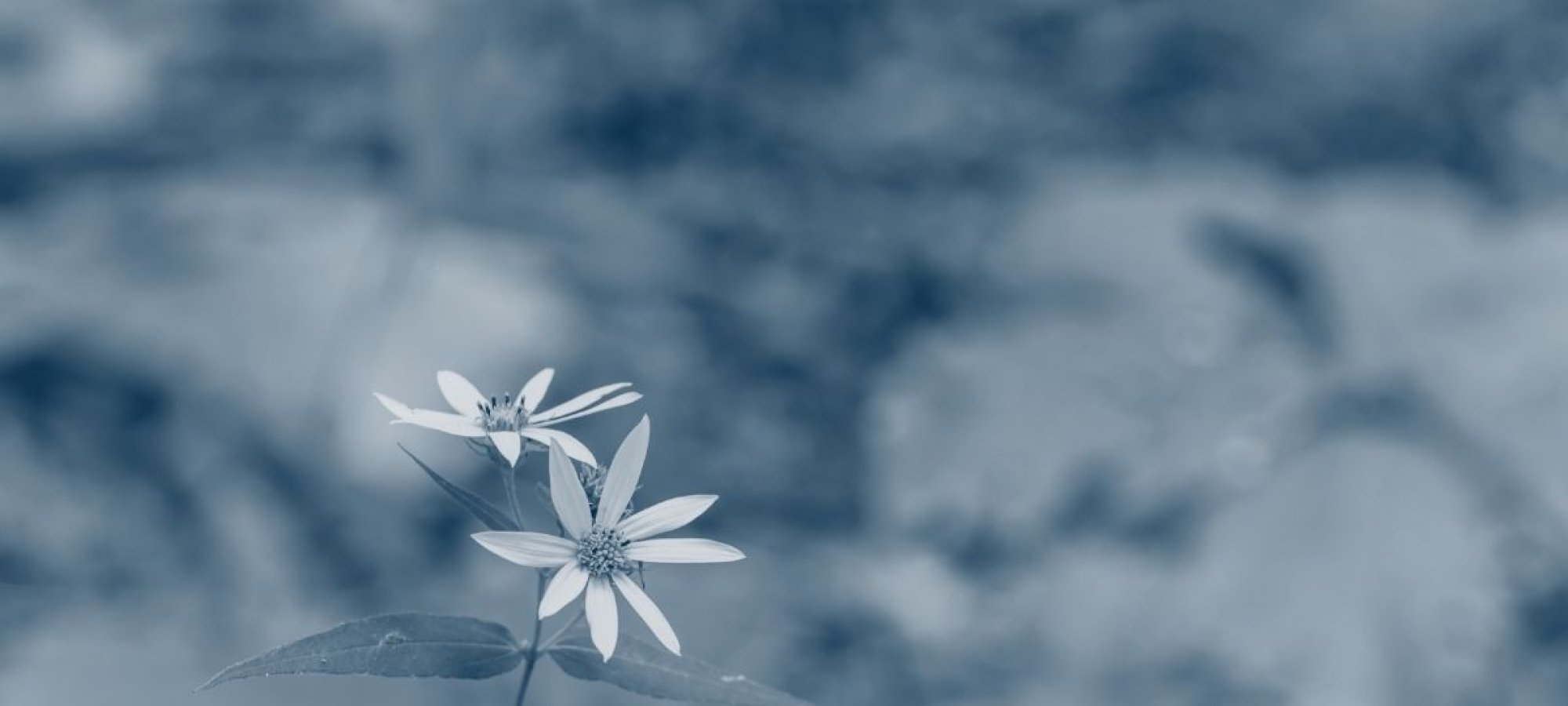 two daisies in focus surrounded by greenery with a blue highlight