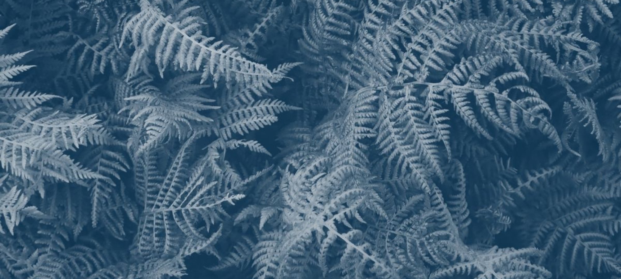 pile of fern group together with a blue highlight