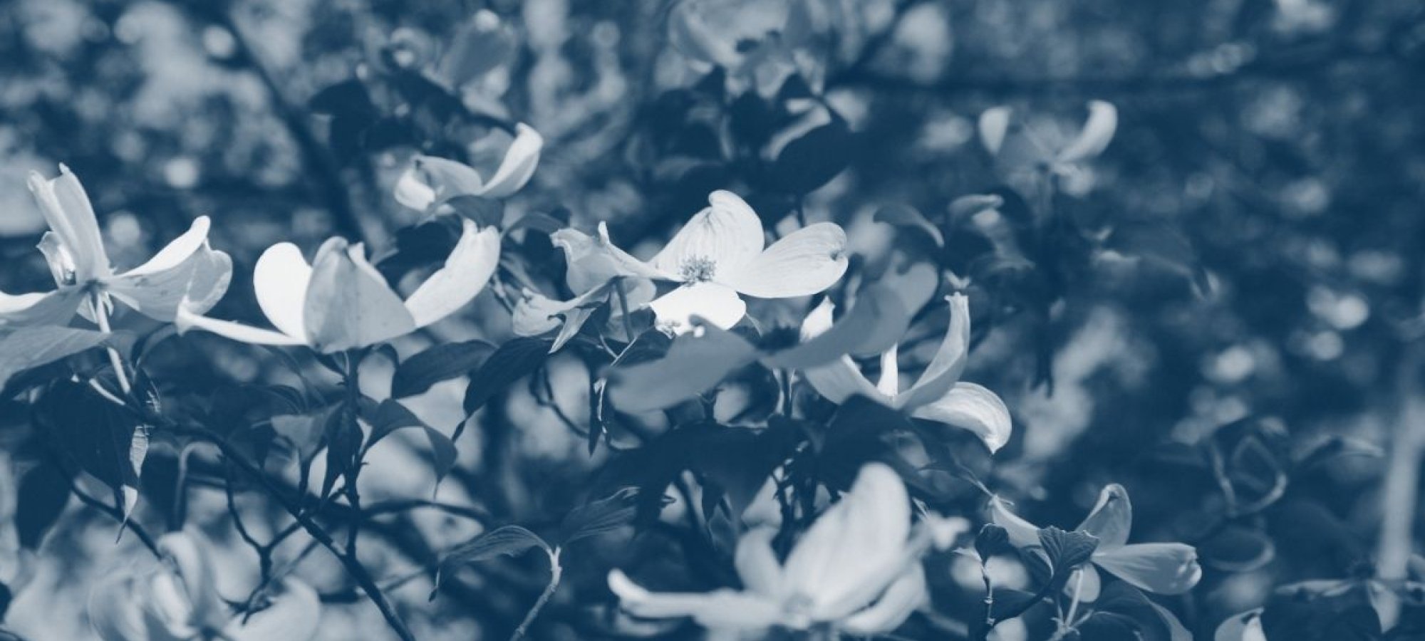 flowers attached to branches with a blue highlight