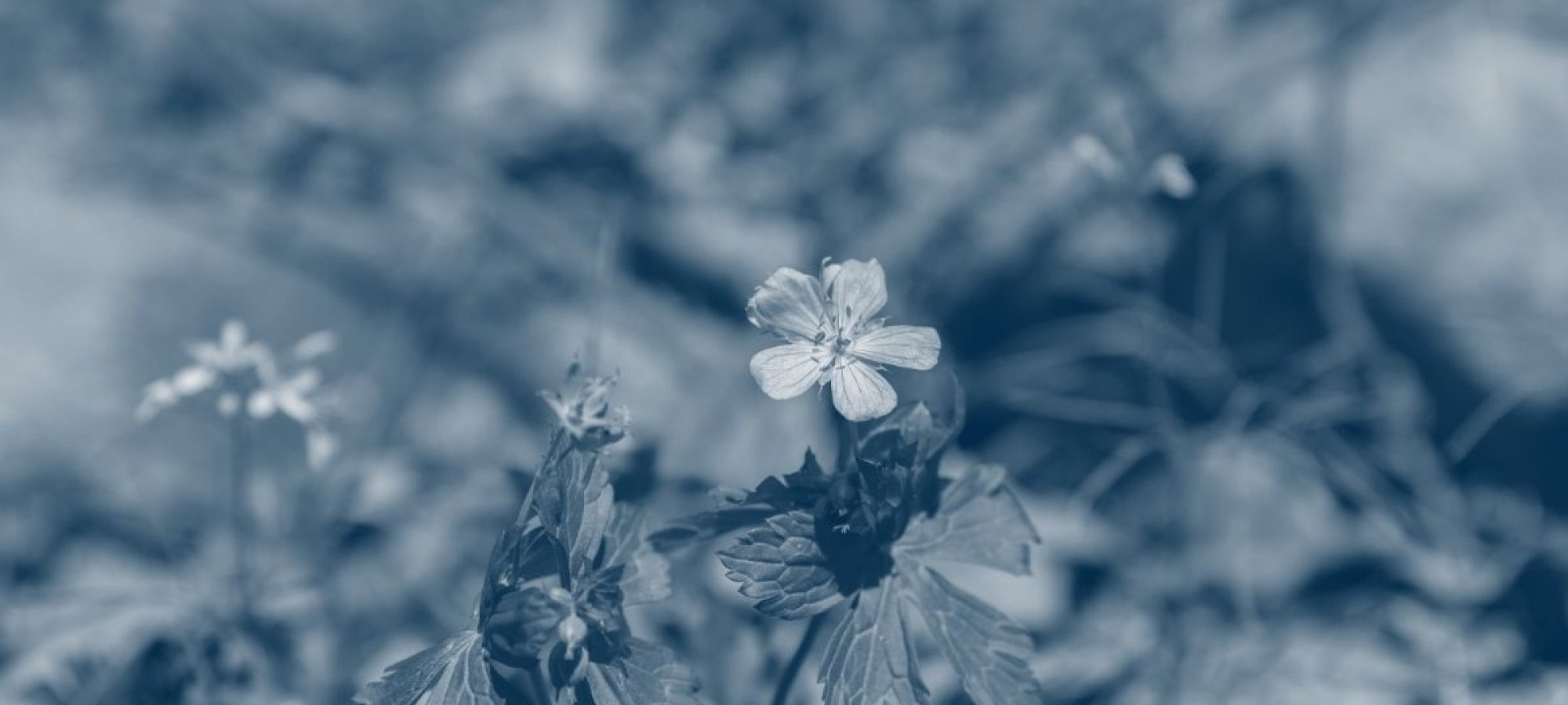 small flowers growing from the ground with a blue highlight