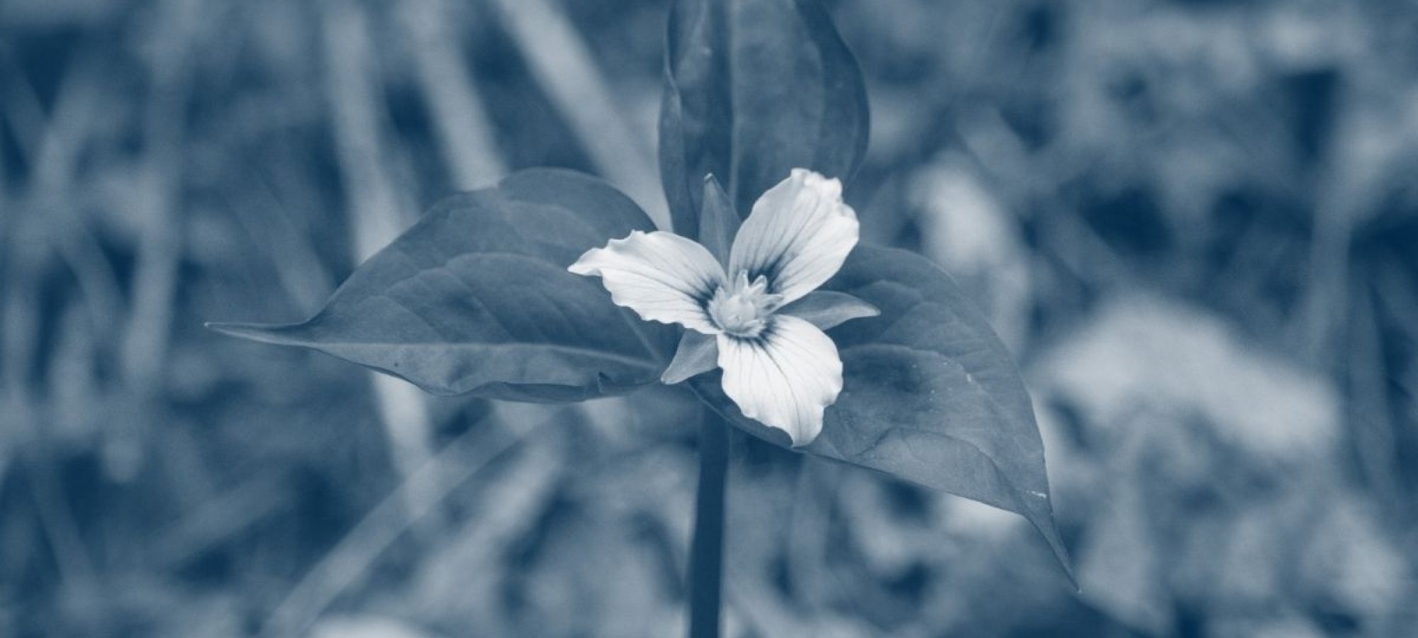 a flower with three pedals and three leaves with a blue highlight