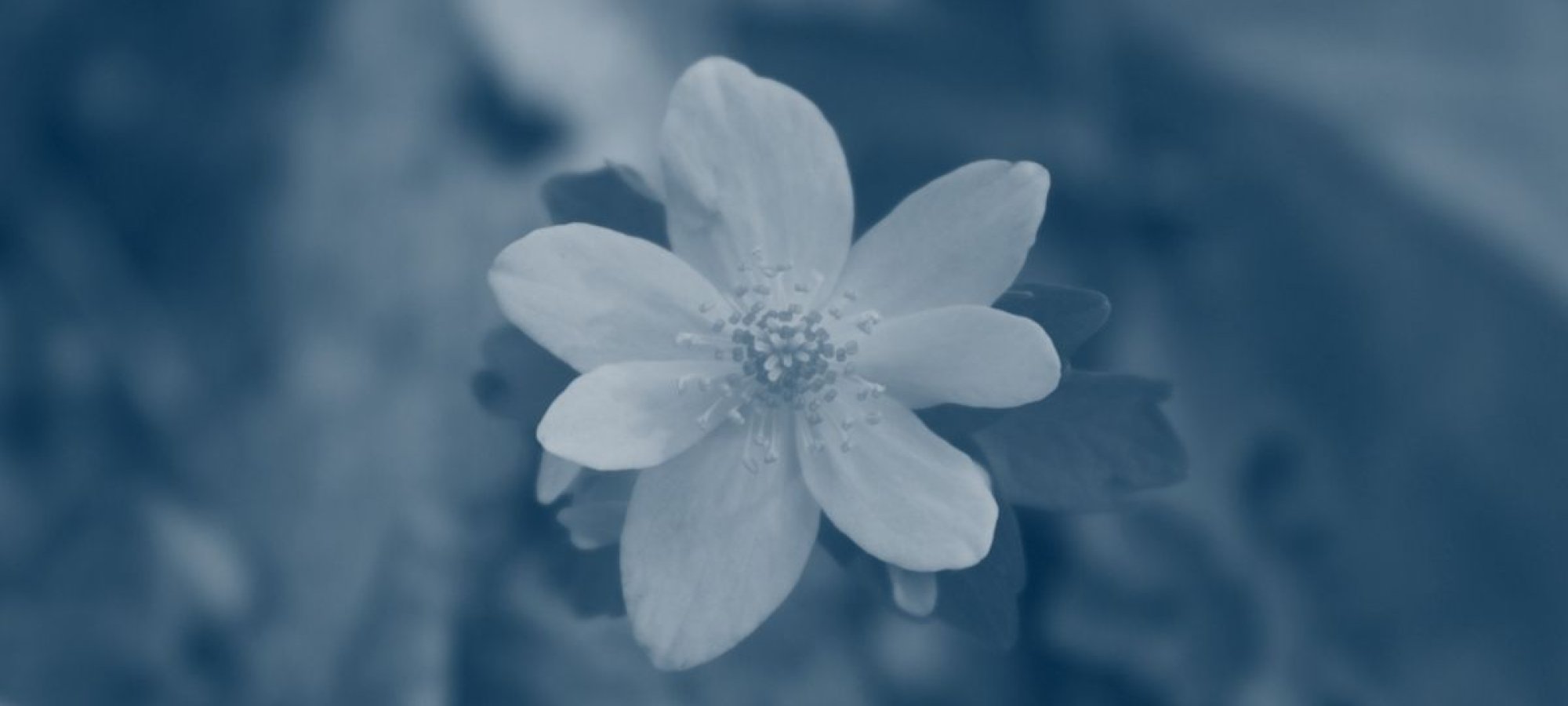 a flower with seven pedals and leaves with a blue highlight