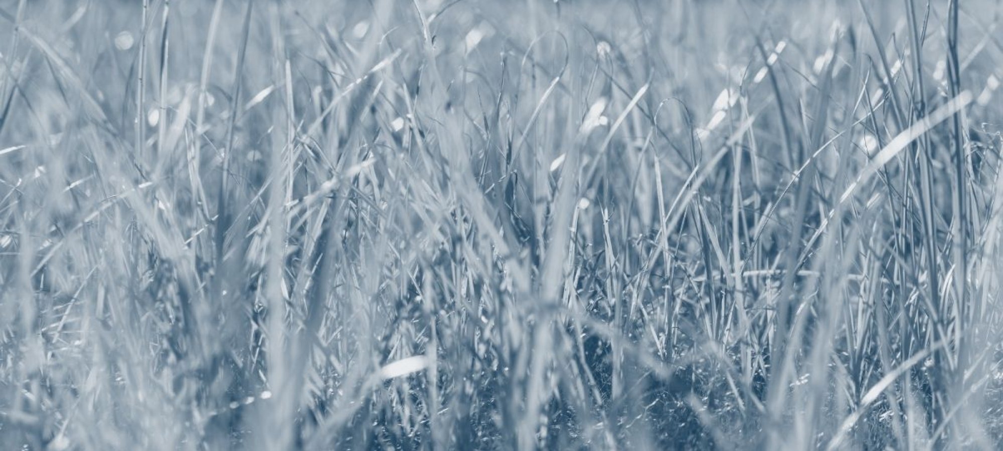 grass growing from the ground with a blue highlight