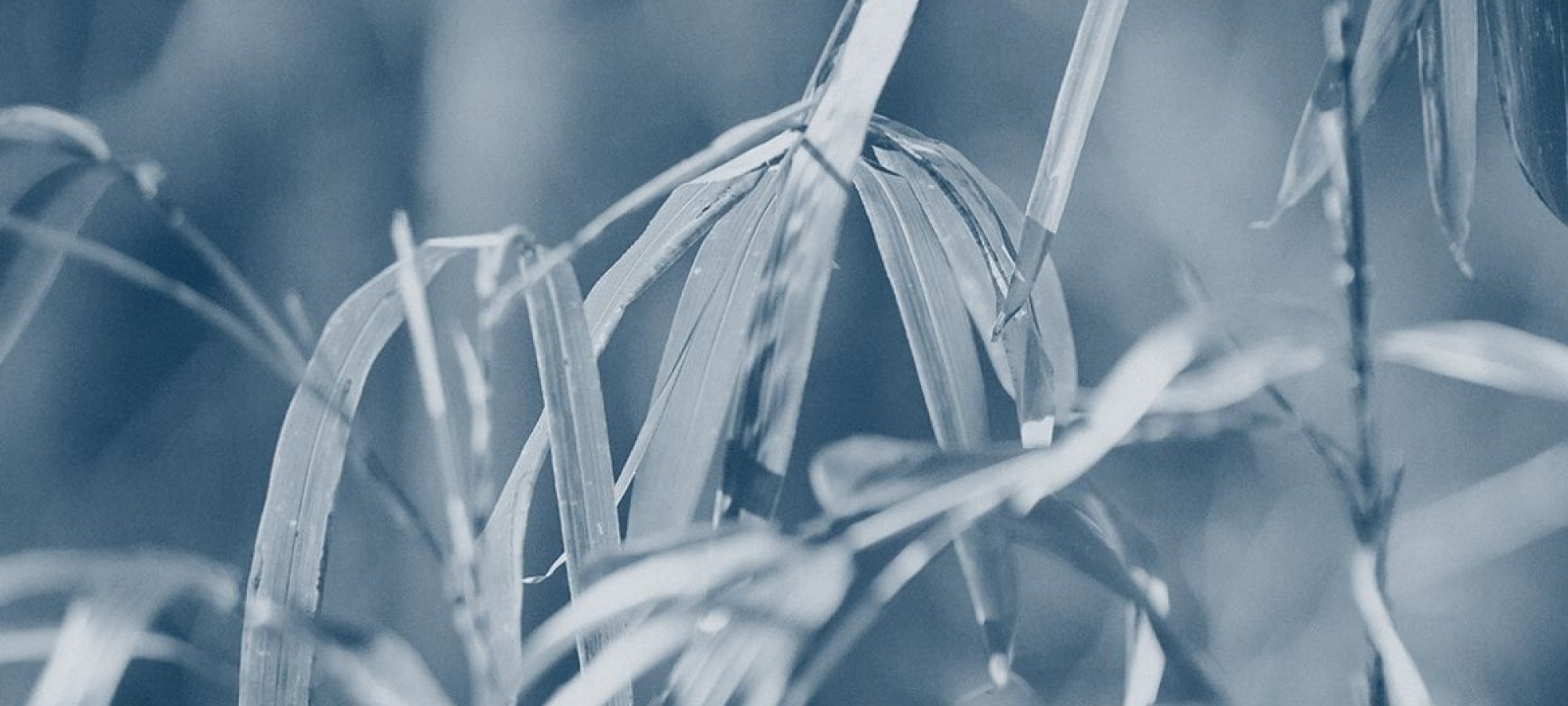 grass blades close together with a blue highlight
