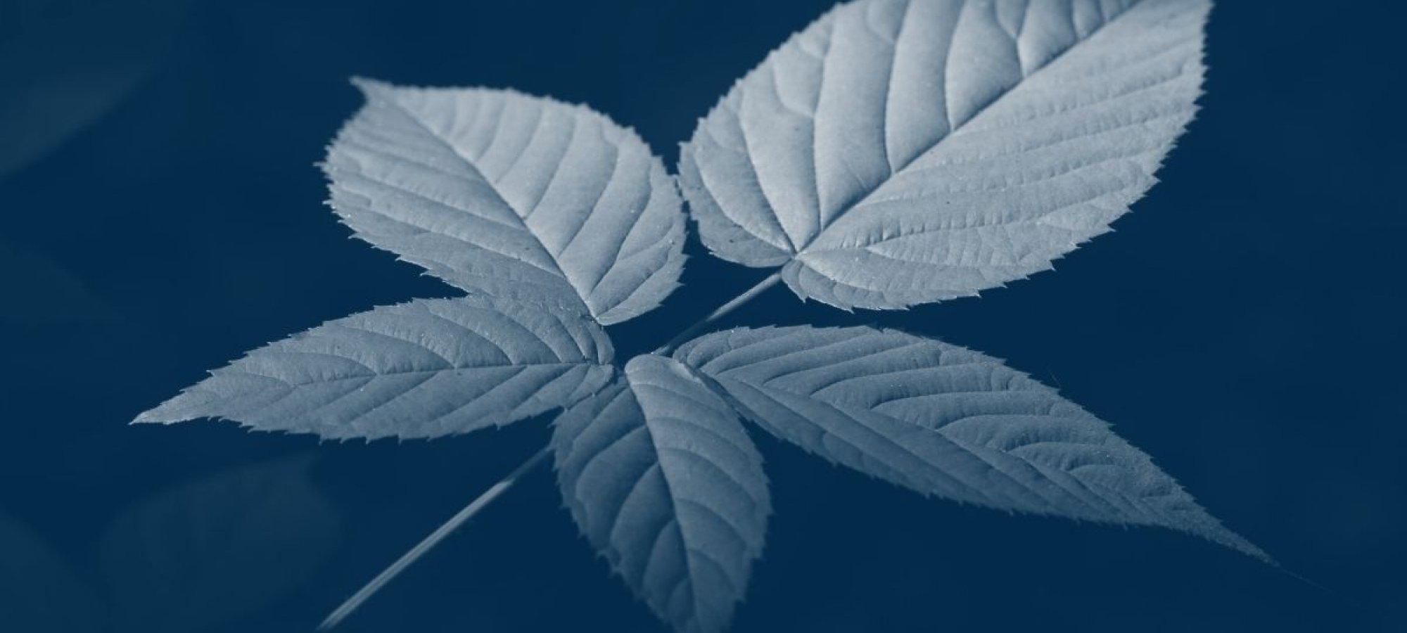 a single ivy leaf with a blue highlight