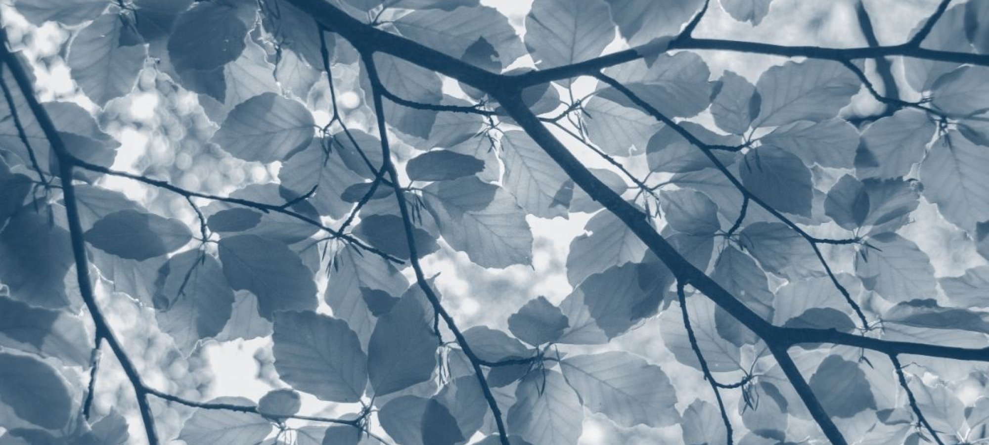 bottom view of tree branches covered in leaves with a blue highlight