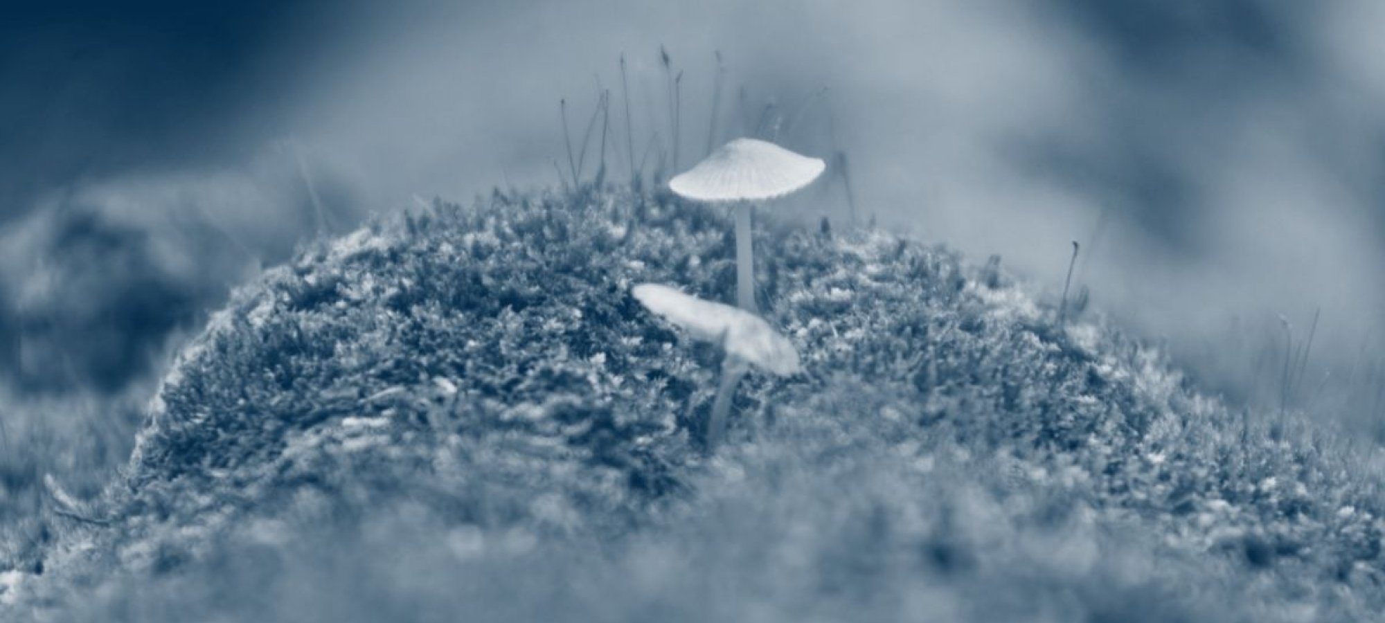 small mushrooms growing from the ground with a blue highlight