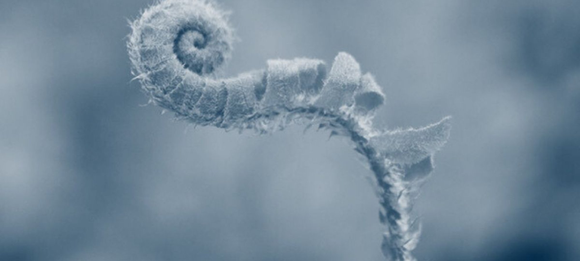 plant coiling into a spiral with a blue highlight