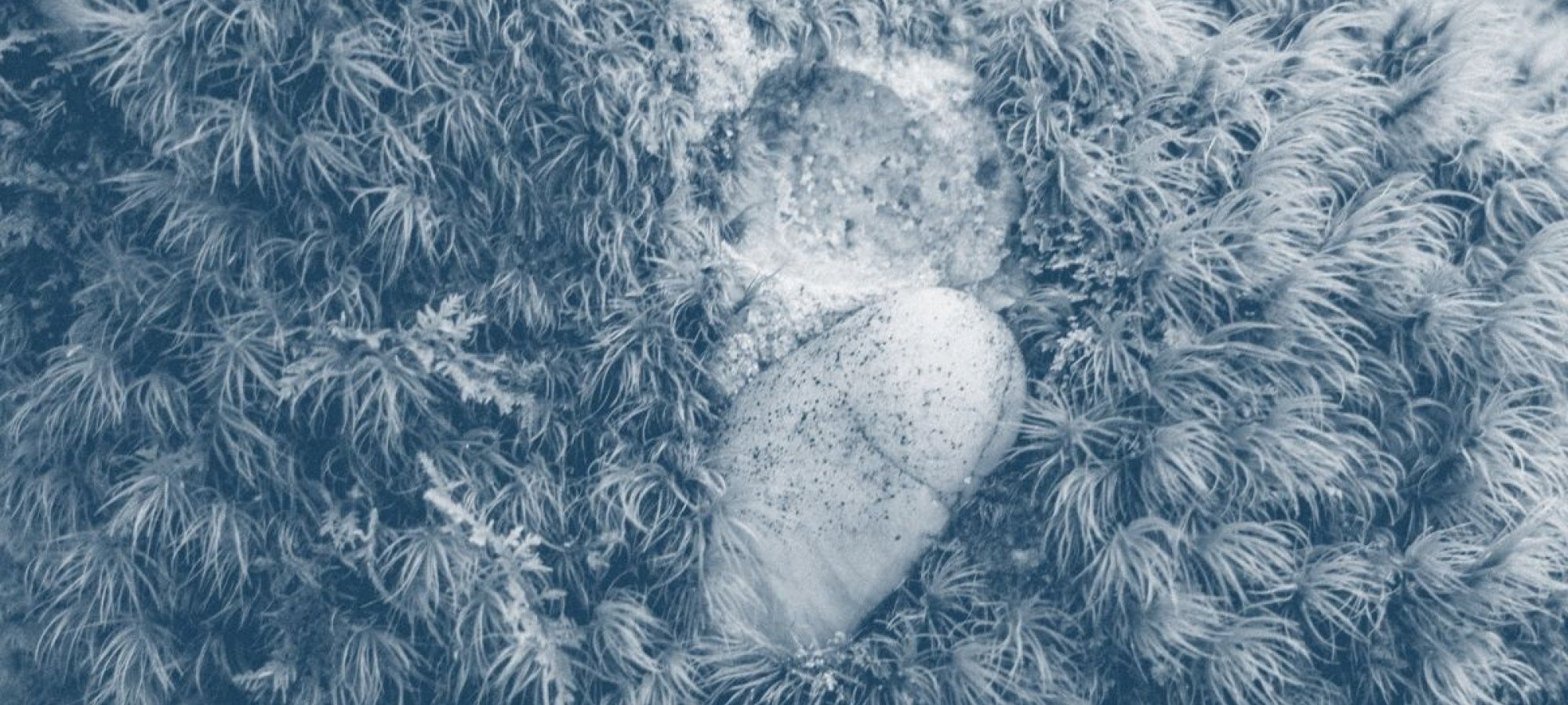 a rock surrounded by grass on the ground with a blue highlight