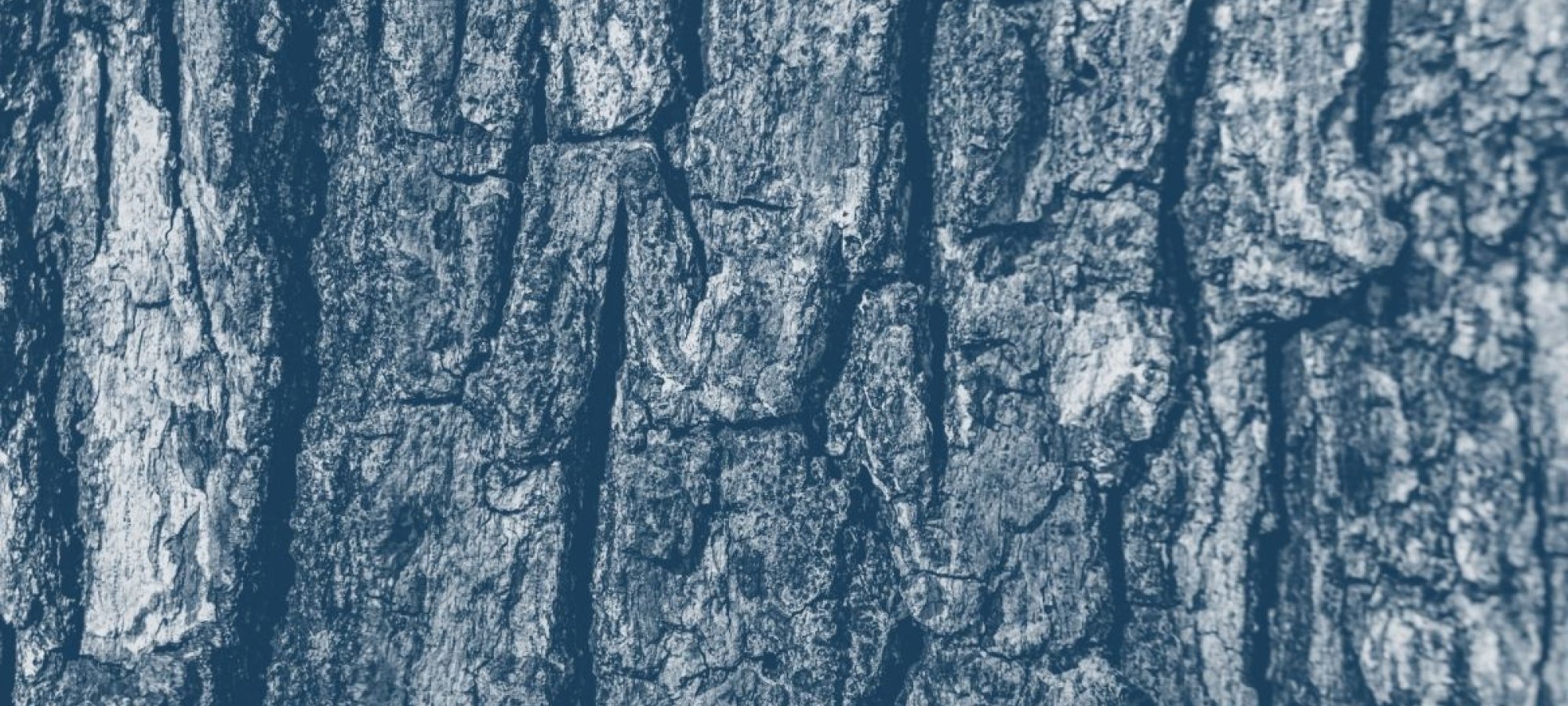 close up view of tree bark with a blue highlight