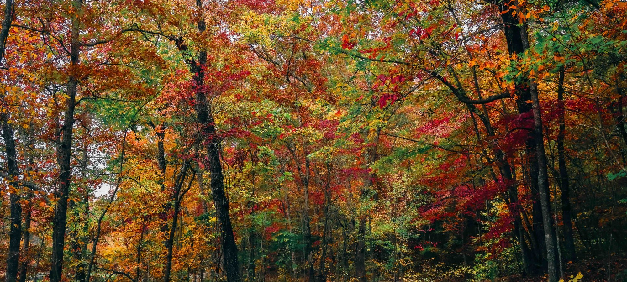 Curvy road winding through a vibrant autumn forest.