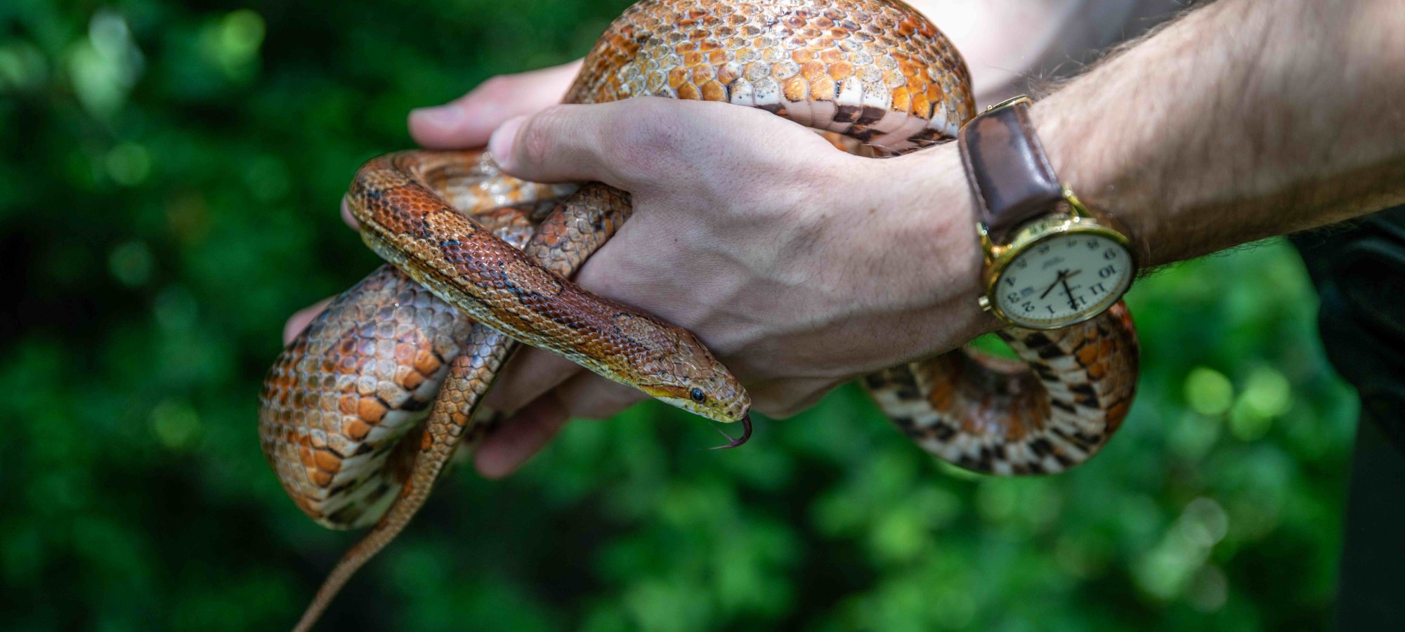 Hand holding a coiled orange and brown snake outdoors.