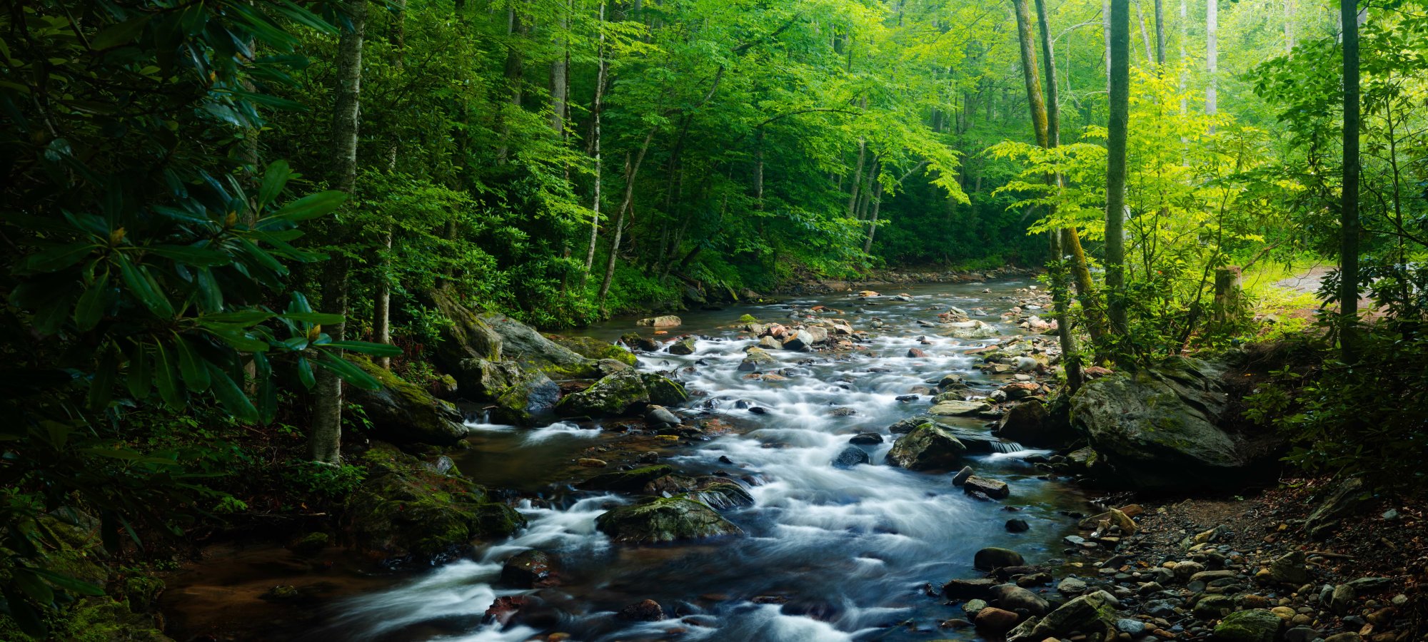 Stream flowing through a lush, green forest.