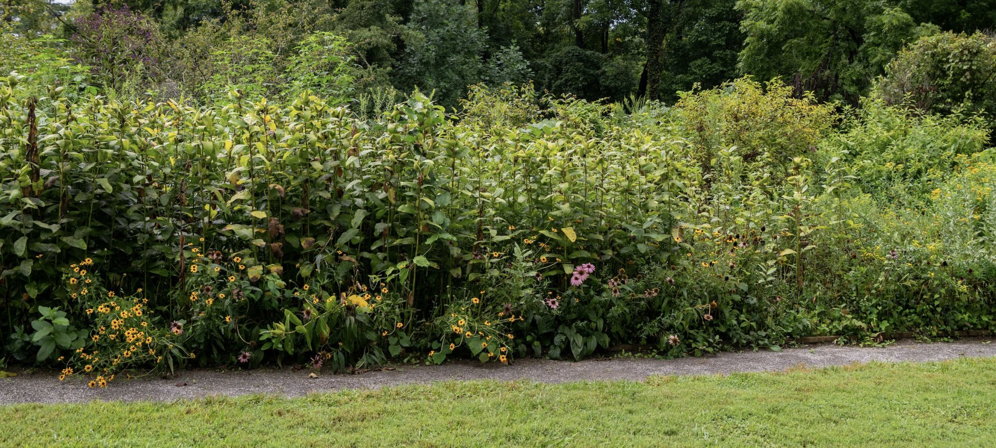 Lush green garden with blooming yellow flowers and a dirt path.