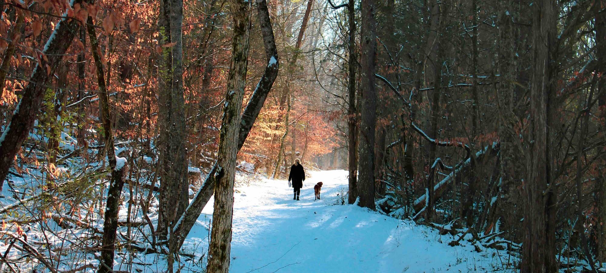 Snow-covered forest path with a person walking in the distance.