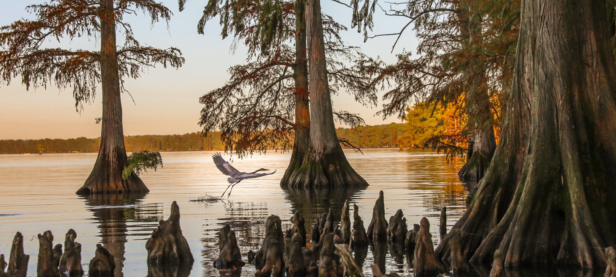 Reelfoot Lake