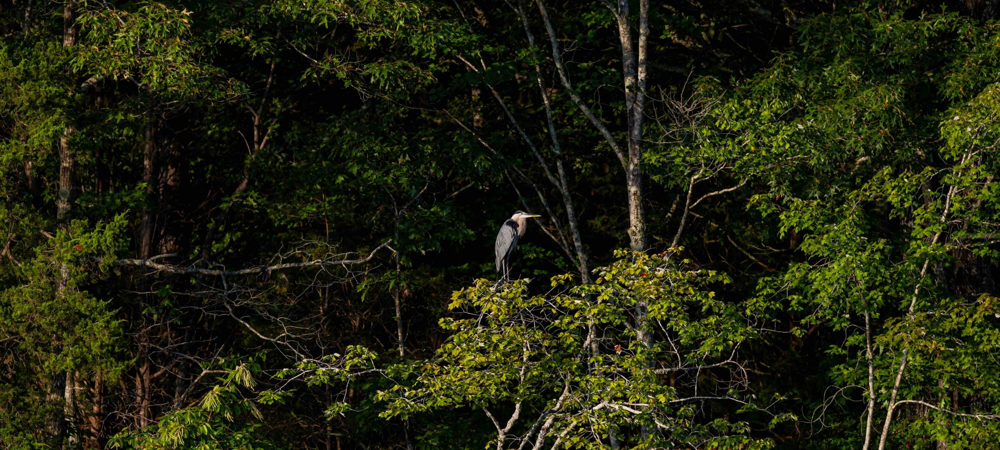 Harpy eagle perched on a branch in a dense green forest.