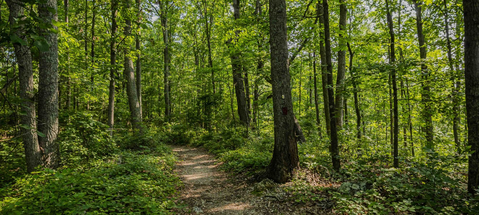 Forest trail winding through lush green trees on a sunny day.