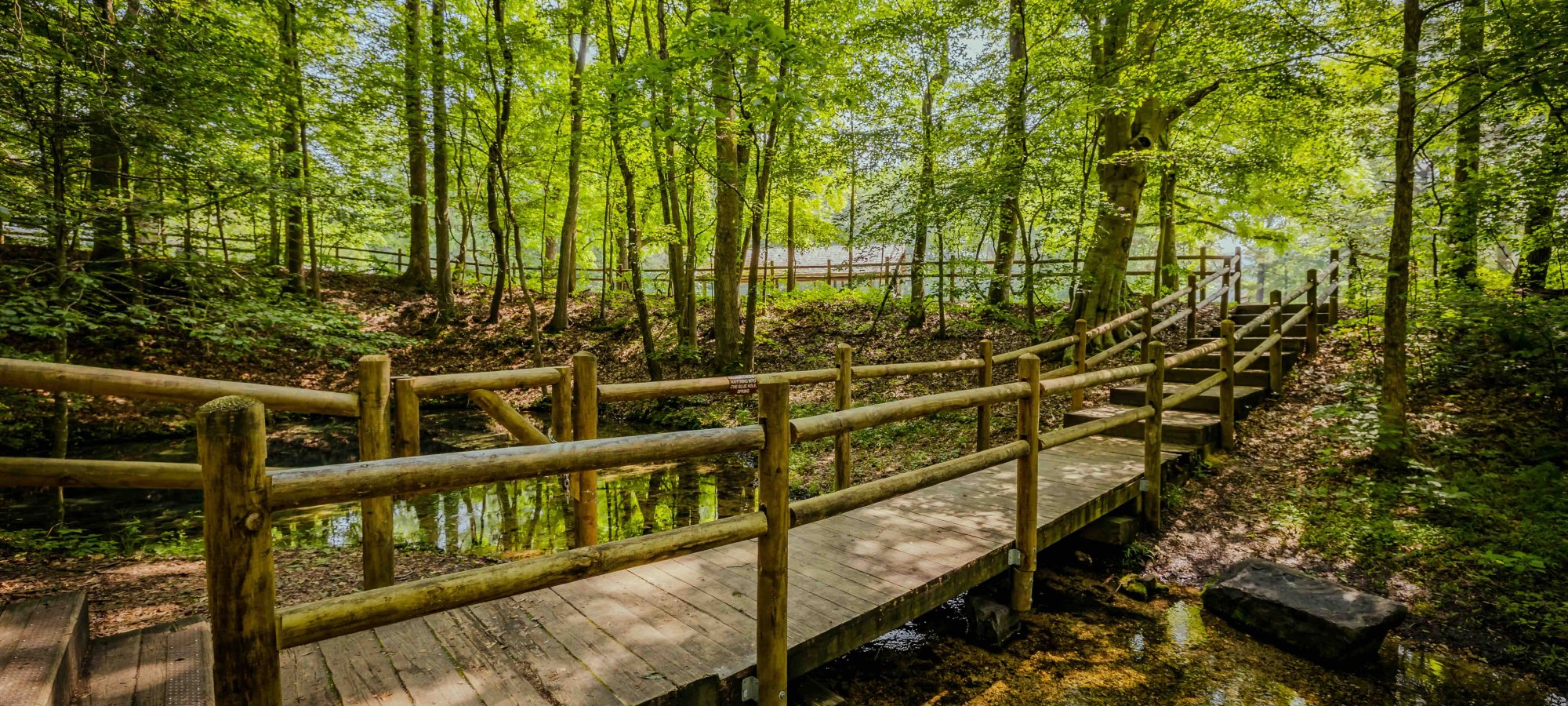 Wooden bridge winding through a lush, green forest.