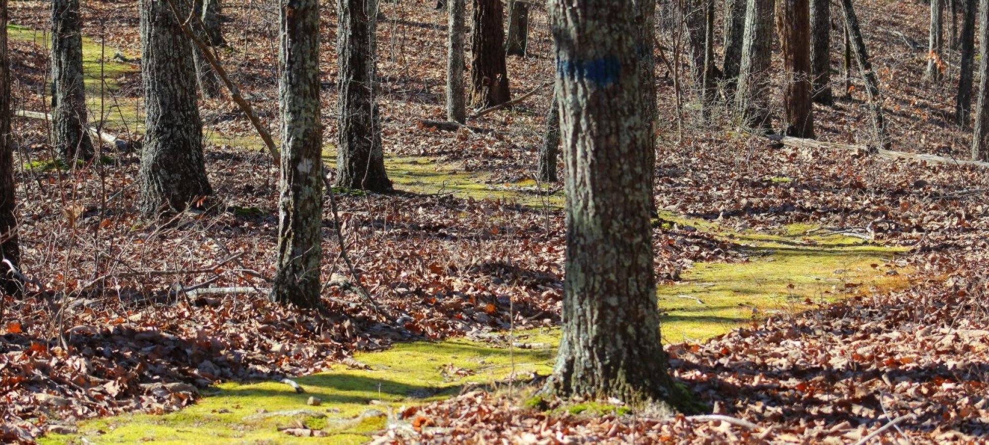 Sunlight illuminating a moss-covered forest floor with leafless trees.