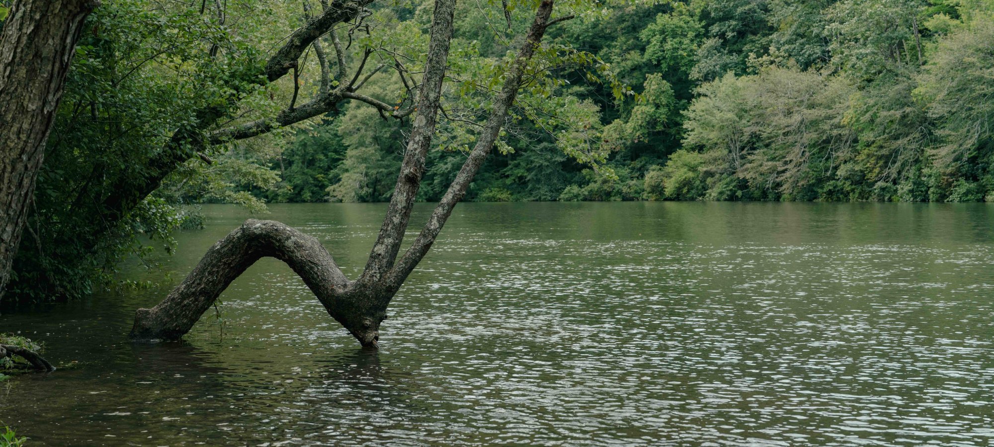 Tree bent over calm river in a lush green forest.