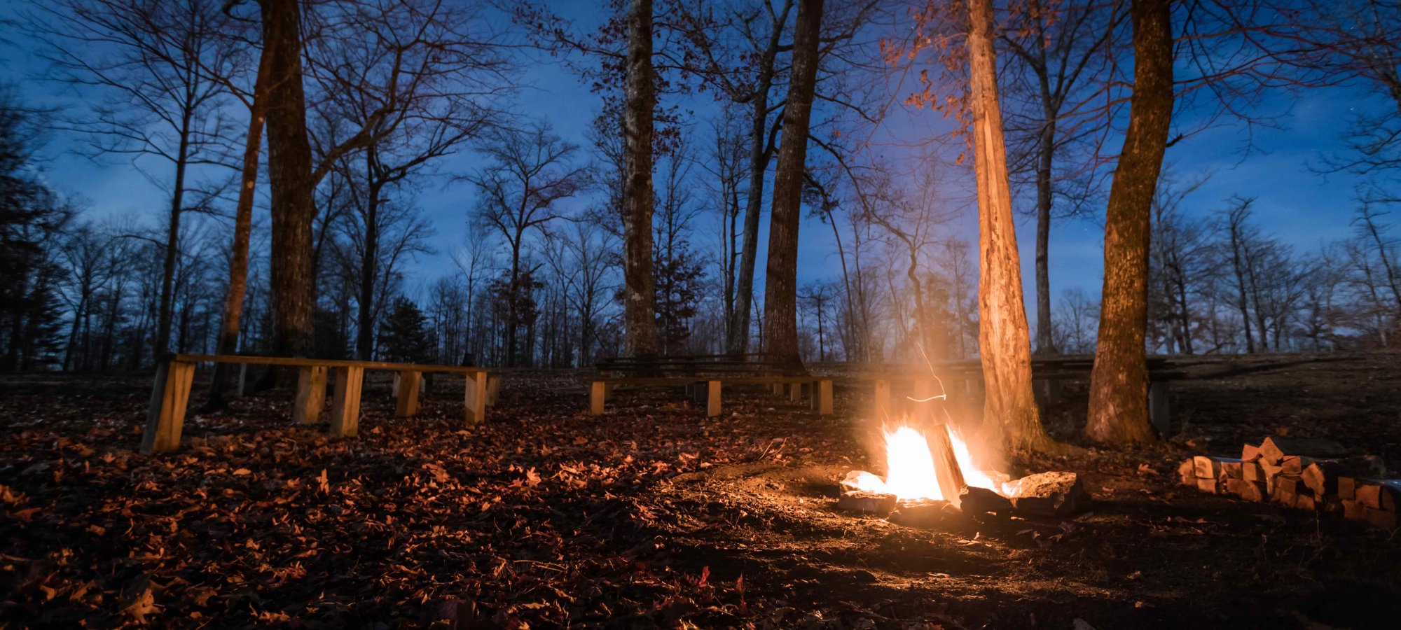 Bonfire in a forest at twilight with trees illuminated by warm light.